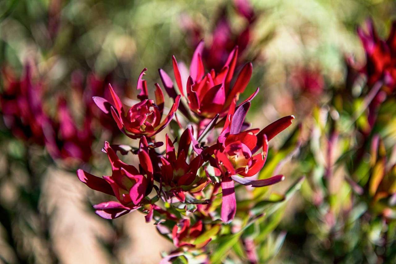 Oudewerfskloof Olive Farm Vila Stilbaai Exterior foto